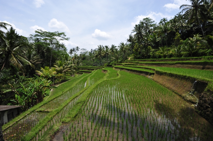 Terrace Rice Field in Indonesia